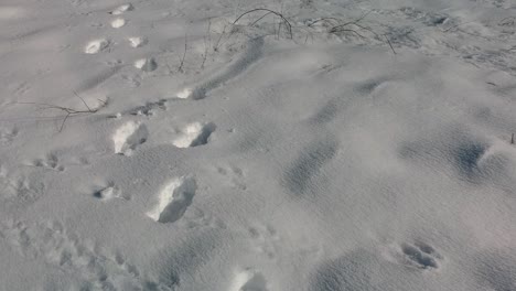 A-close-up-shot-following-a-trace-of-footprints-in-the-snow,-with-another-animal-footprints-too