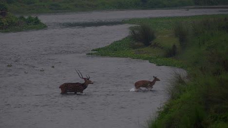 Some-spotted-deer-crossing-a-river-in-the-jungle-in-the-early-morning-light