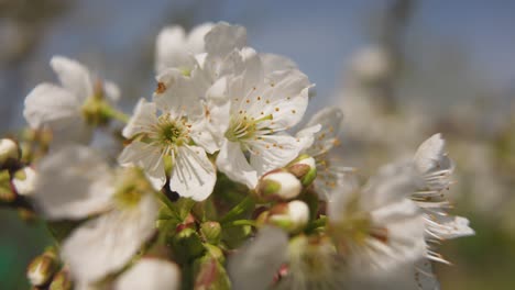 Schöne-Kirschblüten-Auf-Einem-Kirschbaum,-Der-Von-Der-Sonne-Geöffnet-Wird,-Die-Mit-Blauem-Himmel-Scheint