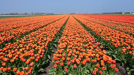 Tulip-fields-in-Holland,-dollyshot-right-to-left,-over-red-tulips,-Netherlands