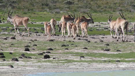A-herd-of-Common-eland-with-calves-walk-away-from-a-water-body-in-Africa