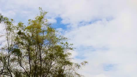 Tree-moving-with-the-wind-with-cloudy-sky-in-the-background