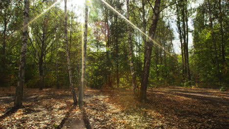 Forest-with-sunbeam-with-block-buildings-behind-of-Pripyat-ghost-town