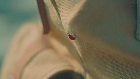 Ladybug-going-up-over-a-bag