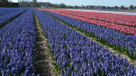 Hyacinth--flowerfield-dollyshot,-in-the-Netherlands