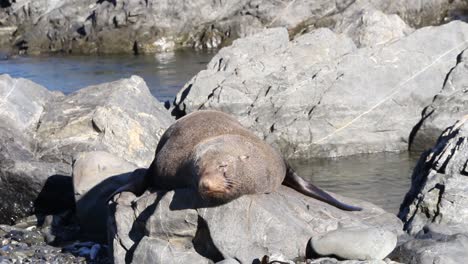 A-shot-of-a-Fur-Seal-sleeping-on-a-rock