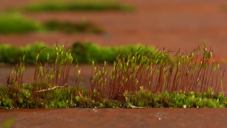 Mosses-growing-between-bricks-on-top-of-a-wall