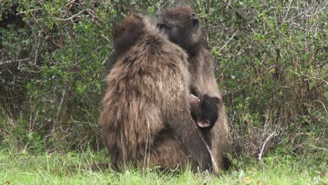 Two-female-Chacma-baboons-groom-each-other-as-an-infant-clings-to-it's-mother