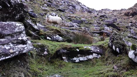 Schafe-Auf-Dem-Berg-In-Irland