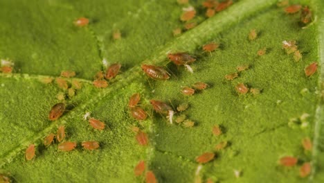 Leaf-infested-with-aphids-in-different-life-stages