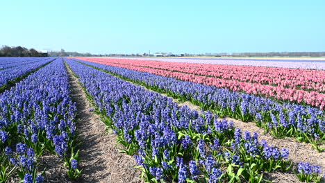 Hyacinth-flowerfield-dollyshot-from-left-to-right,-in-the-Netherlands