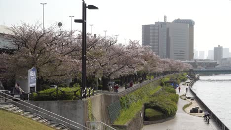 Slow-walk-across-bridge-looking-at-Sakura-trees-at-Asakusa-riverside