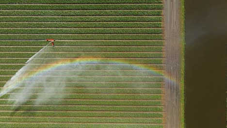 Colorful-rainbow-created-by-impact-sprinkler-watering-rows-of-growing-tulips