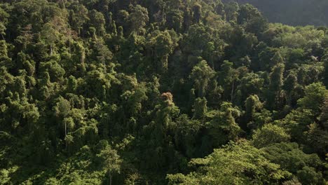 Aerial-tilt-up-shot-of-green-hills-dense-lush-tropical-forest