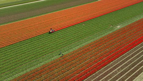 Die-Maschine-Kröpft-Rote-Tulpen-Auf-Einem-Feld,-Das-Mit-Langen-Blumenreihen-Gefüllt-Ist