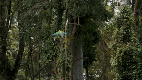 Ara-ambiguus,-Green-macaw-flying-towards-tree-branch-in-slow-motion