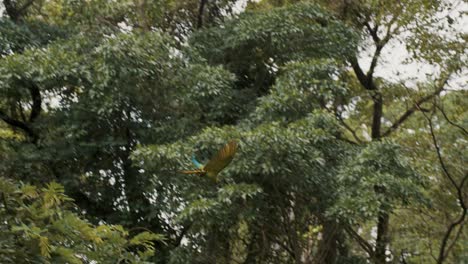 Tracking-view-of-two-colorful-parrots-flying-toward-tree