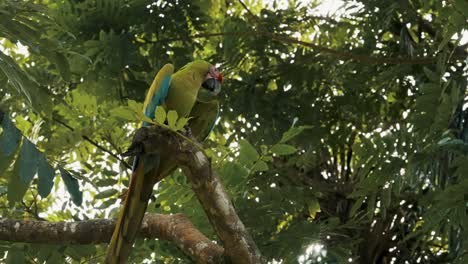 Gran-Pájaro-Guacamayo-Verde-Posado-En-El-árbol-En-Una-Jungla-Tropical---Tiro-De-ángulo-Bajo