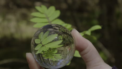 Close-up-shot-of-the-reflection-tree-leaf-from-inside-the-glass-ball-in-the-forest