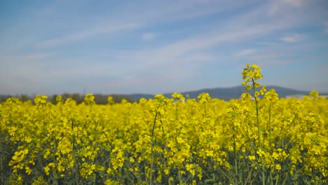 Rapeseed-field-blooming-in-light-wind-and-nice-weather---Yellow-blooming-Rapeseed-field-50fps