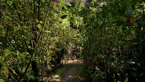 Pov:-Walking-shot-through-deep-vegetated-forest-path-with-green-trees-and-plants-in-bush-of-New-Zealand-during-summer