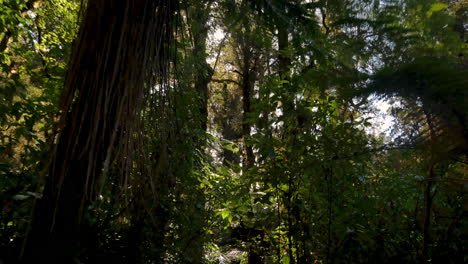 Sun-flares-between-crown-of-treetops-in-wild-tropical-forest-in-New-Zealand
