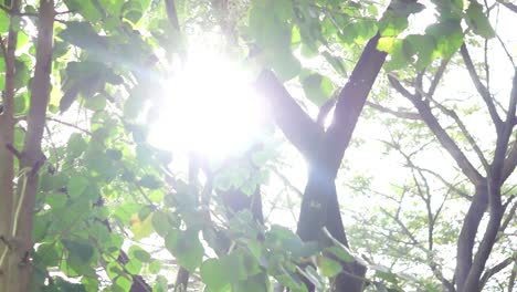 Luz-Solar-Brillante-Que-Atravesó-Los-Huecos-En-Las-Hojas-Verdes