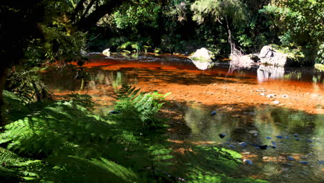 Slow-motion-shot-of-tranquil-red-colored-river-surrounded-by-species-plants-in-new-Zealand-jungle