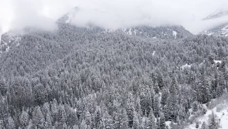 Bosque-Denso-En-El-Cañón-De-La-Bifurcación-Americana-Cubierto-De-Nieve-En-Invierno-En-Las-Montañas-Wasatch-De-Utah,-Estados-Unidos