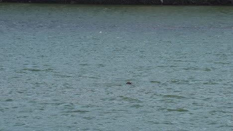 Sea-otter-newborn-left-alone-to-nap