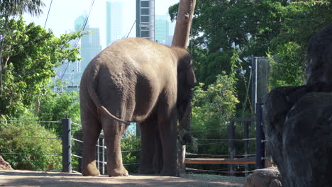 Asiatischer-Elefant,-Der-Heu-Im-Zoo-Mit-Stadtgebäuden-Im-Hintergrund-Isst