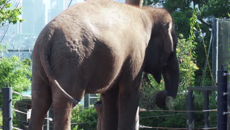 Ein-Afrikanischer-Elefant-Wedelt-Mit-Dem-Schwanz,-Während-Er-Im-Zoo-Gras-Frisst