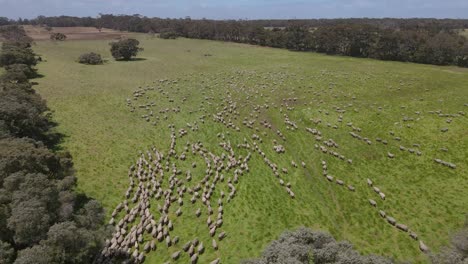 Aerial-top-down-showing-herd-of-walking-sheeps-on-green-meadow-farm-during-sunny-day