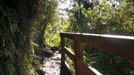 Pov-forward-shot-on-narrow-path-in-wilderness-of-New-Zealand-Bush-during-sunlight