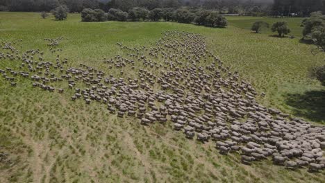 Group-of-sheep-walking-together-in-a-row-on-grassland-farm-during-sunny-day