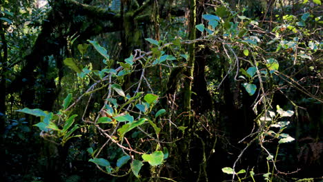 Hermosa-Jungla-Cinematográfica-Selva-Tropical-En-Nueva-Zelanda-Durante-El-Día-Soleado-En-La-Naturaleza