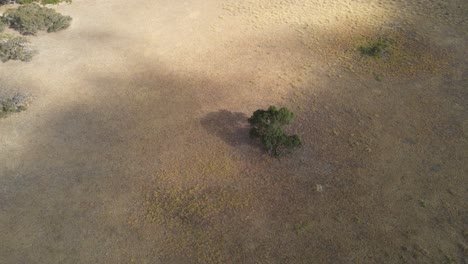 Aerial-orbit-shot-of-dry-deserted-area-and-magic-tree-in-rural-area-during-sunny-day-in-WA