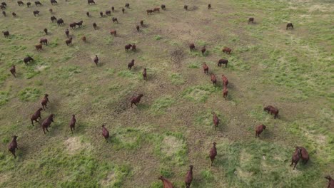 Aerial-birds-eye-shot-of-calm-green-meadow-with-group-of-brown-grazing-cows