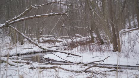 Pan-Shot-of-Dry-Fallen-Trees-Above-Stream-in-a-Winter-in-Forest