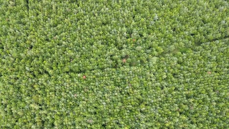 Bäume,-Die-Muster-Bilden,-Wie-Von-Oben-Gesehen-Durch-Drohne-Kenia-Afrika