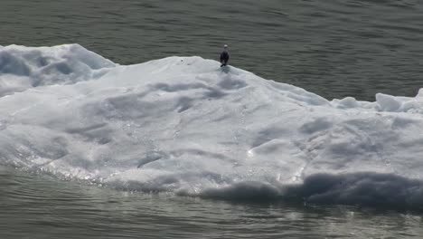 Seagull-resting-on-a-big-chunk-of-ice-floating-in-the-bay-waters-of-Tarr-Inlet,-next-to-Margerie-Glacier