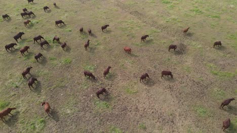Aerial-birds-eye-shot-of-calm-green-meadow-with-group-of-brown-grazing-cows