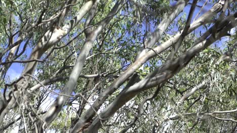Naturvögel-Im-Freien-Auf-Australischem-Faunabaum-Fliegen-Weg
