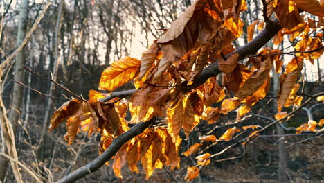 Nahaufnahme-Von-Lebendigen-Goldenen-Blättern-Des-Baumes,-Die-An-Einem-Schönen-Sonnigen-Tag-Im-Herbst-Im-Wind-Wehen