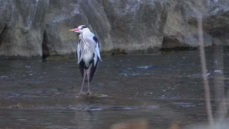 Grey-Heron-Standing-On-A-Rock-In-The-Water-and-looking-around-for-fish-In-Yangjaecheon-Stream,-Seoul,-South-Korea---wide-shot