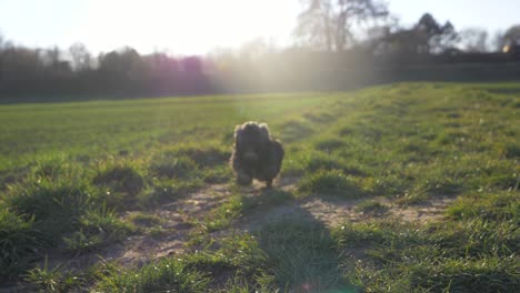 Close-up-of-cute-puppy-dog-running-fast-towards-camera-on-grass-field-in-the-park-in-super-slow-motion-during-summer-and-sunset-with-puppy-dog-eyes