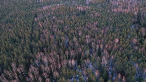 AERIAL:-Pine-and-Birch-Forest-with-Colourful-Sunset-Lighting-on-Trees
