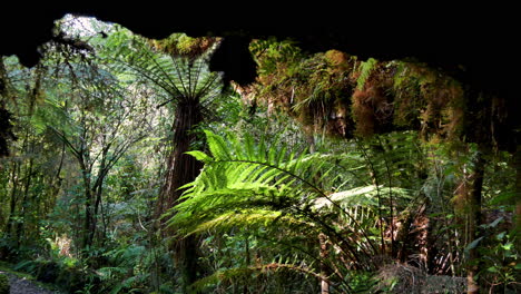 Toma-Amplia-Que-Muestra-Un-Denso-Bosque-Selvático-Con-Una-Pared-Natural-De-Hojas-De-Helechos,-Palmeras-Y-Plantas-Tropicales-Durante-El-Clima-Soleado-En-Nueva-Zelanda