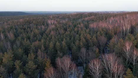 AERIAL:-Pine-and-Birch-Forest-with-Colourful-Sunset-Light-Hitting-Trees