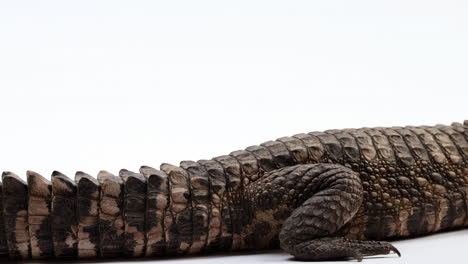 Dward-Caiman-isolated-on-white-background---pan-from-tail-to-body---close-up